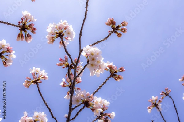 Obraz 桜