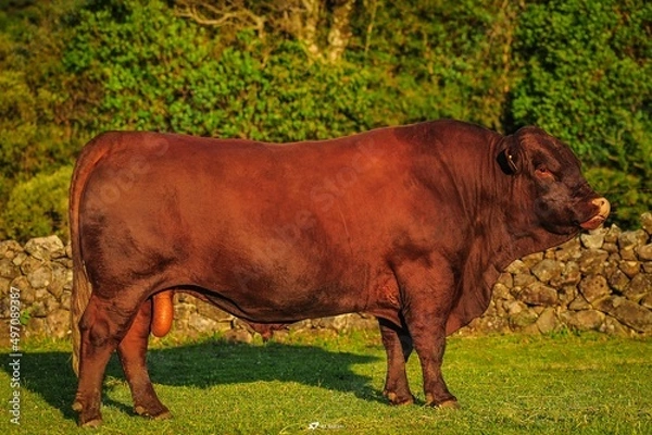 Fototapeta Touro Angus red