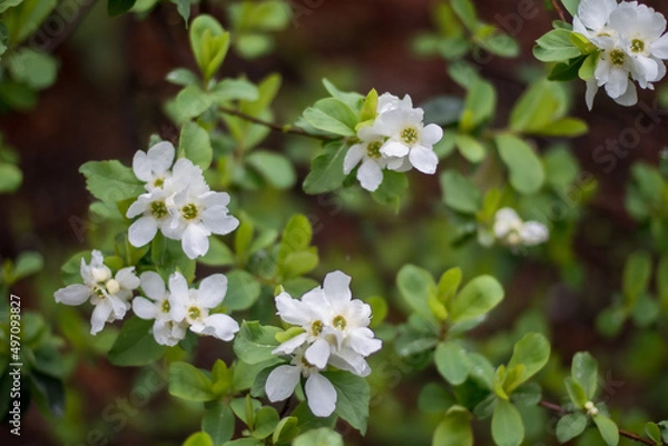 Obraz 植物　plants　white flower