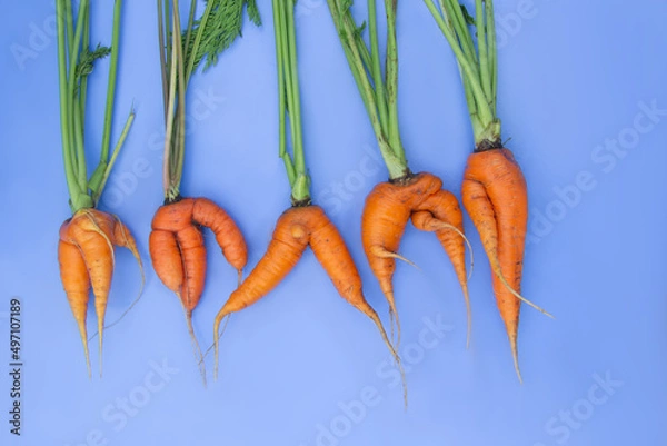 Fototapeta on a blue background lie an unusually shaped carrot
