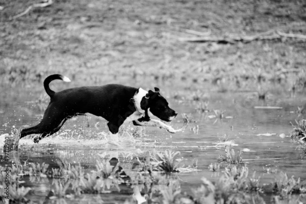 Fototapeta Pet dog having fun running through water outdoors in black and white.