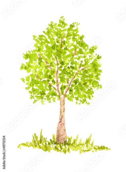 Obraz Watercolor Tree, Hand Drawn and Painted, Isolated on White