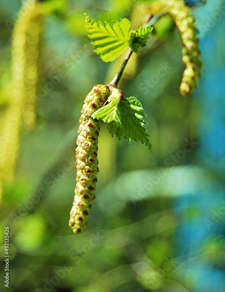 Fototapeta A birch seed string, betula pendula, a young branch of birch with seeds strings close up