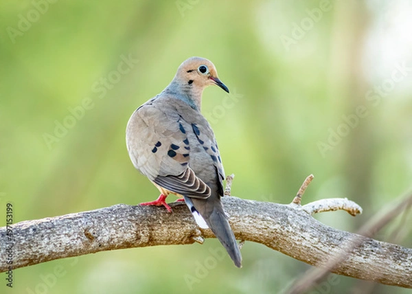 Fototapeta A mourning dove perched on a tree branch. 