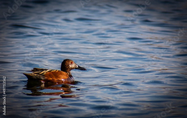 Fototapeta duck in the water