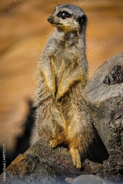 Obraz meerkat on guard