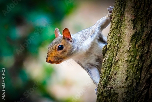 Obraz squirrel on a tree