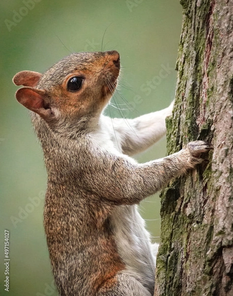 Obraz squirrel on a tree