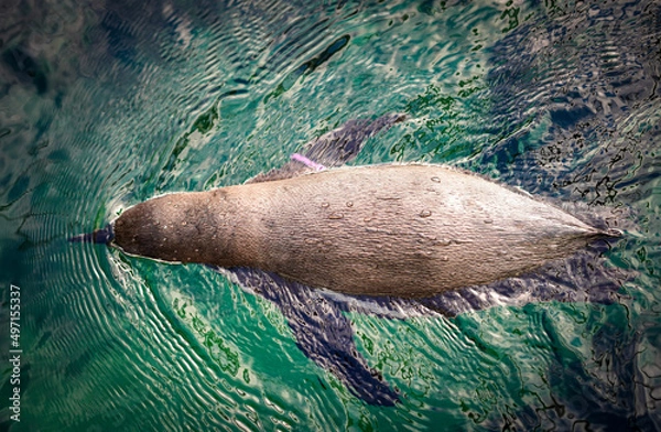 Obraz island sea lion