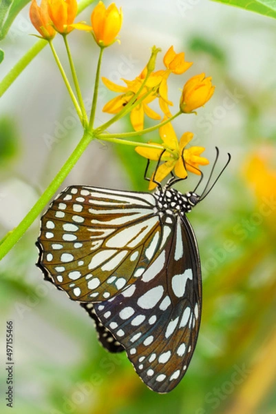 Obraz butterfly on flower