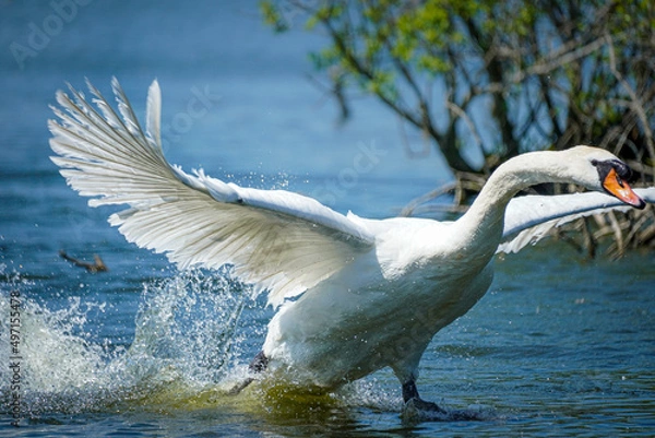 Obraz swan in the water