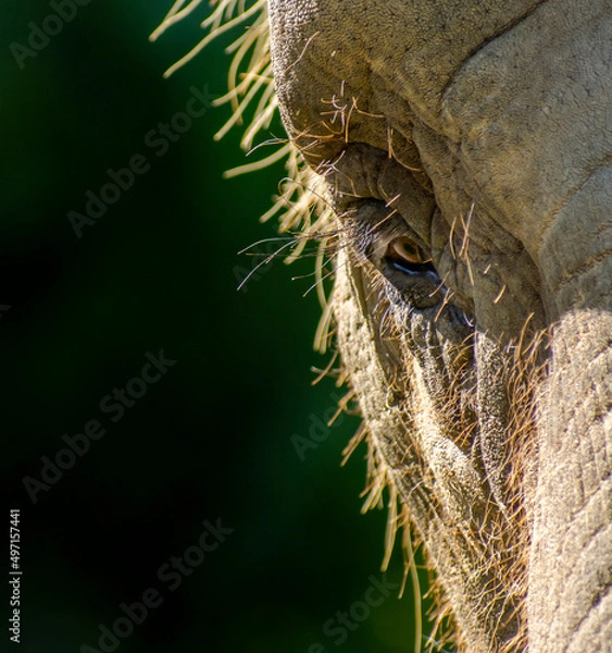 Fototapeta elephant eye close-up