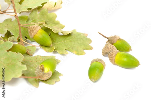 Fototapeta An oak nut - acorn on white background