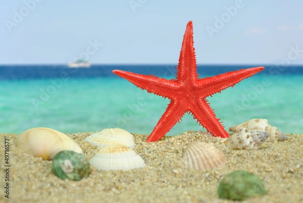 Obraz Red Starfish on beach