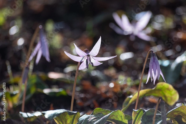 Obraz カタクリの花