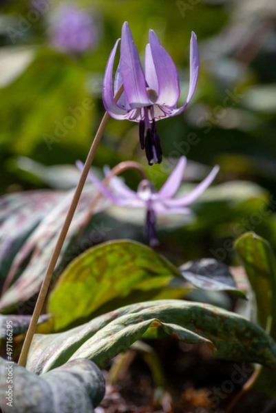 Obraz カタクリの花