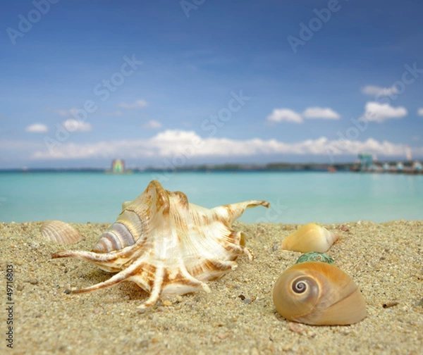 Obraz Sea shell on the beach