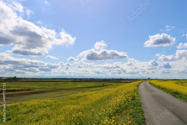 Fototapeta 菜の花の堤防道を歩く　気持ち良い春の渡良瀬　風景