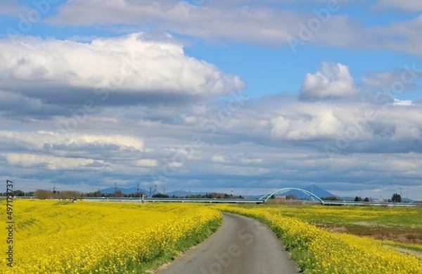 Fototapeta 菜の花の堤防道を歩く　気持ち良い春の渡良瀬　風景
