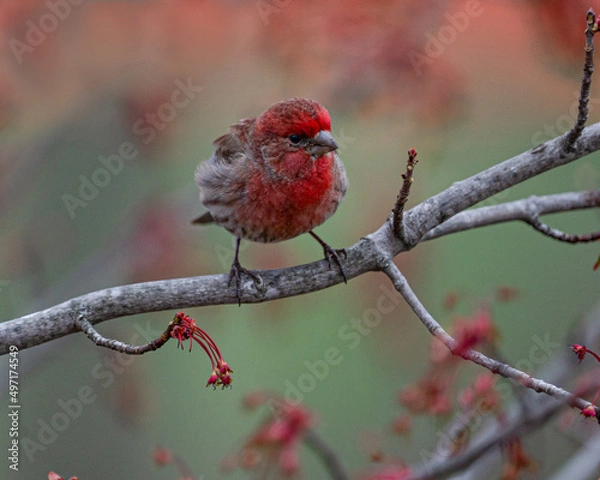 Obraz Red House Finch