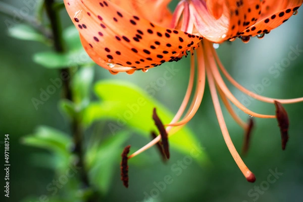 Obraz orange tiger lily flower