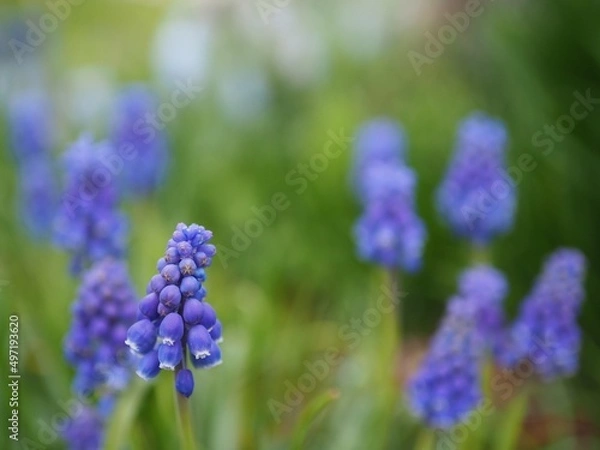 Obraz 春の野に咲くムスカリ達