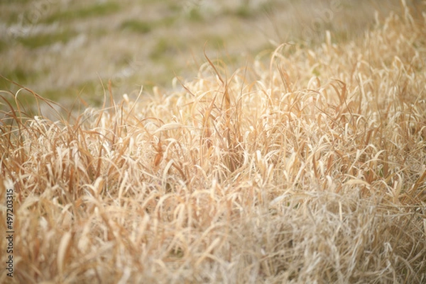 Fototapeta 枯れ草