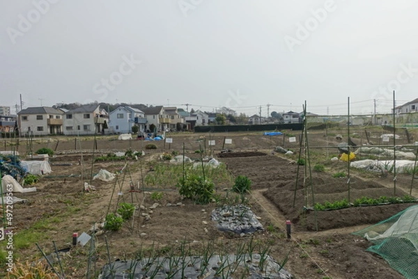 Obraz 日本の郊外の畑