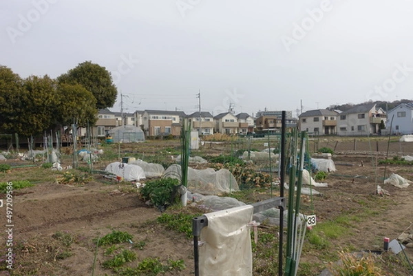 Obraz 日本の郊外の畑