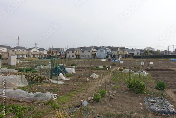 Obraz 日本の郊外の畑