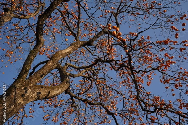 Obraz 下から見上げる実がなっている柿の木