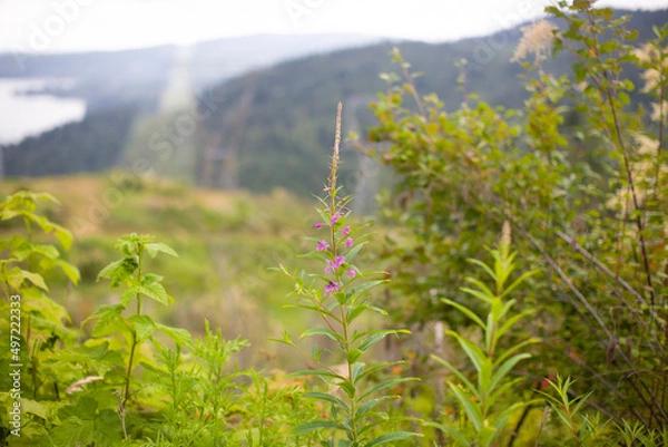 Obraz grass and mountains