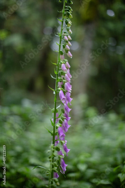 Obraz flowers in the garden
