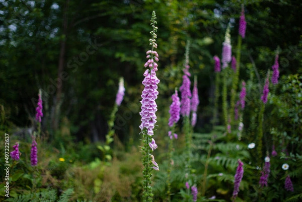 Obraz flowers in the garden