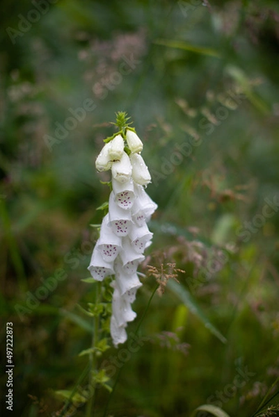 Obraz flowers in the forest
