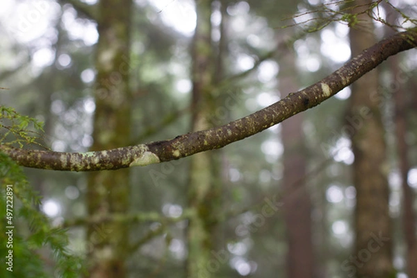 Fototapeta tree in spring