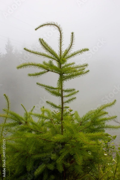 Fototapeta pine tree branches