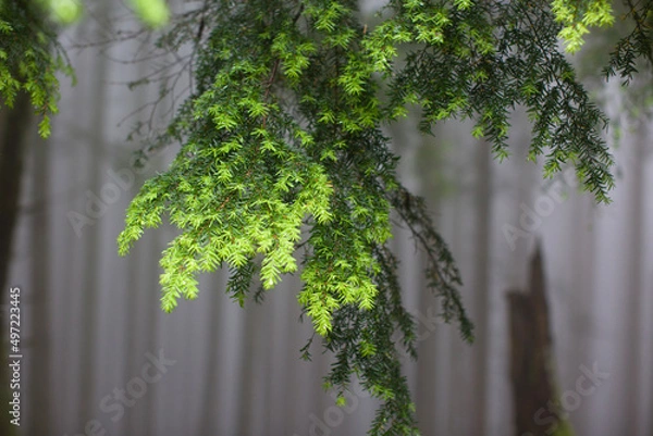 Obraz green branches