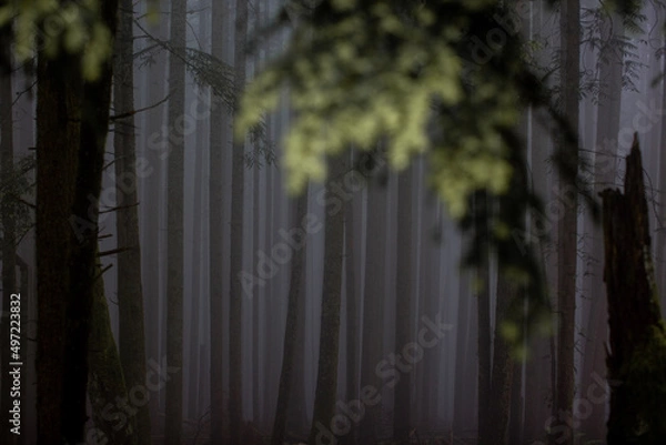 Fototapeta trees in the park