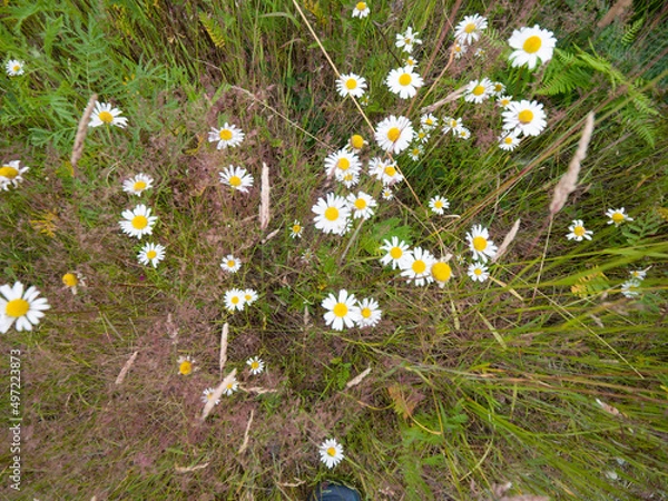 Obraz field of daisies