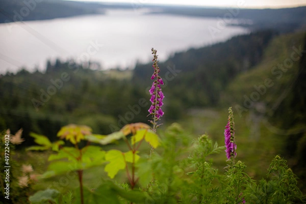 Obraz flower in the mountains
