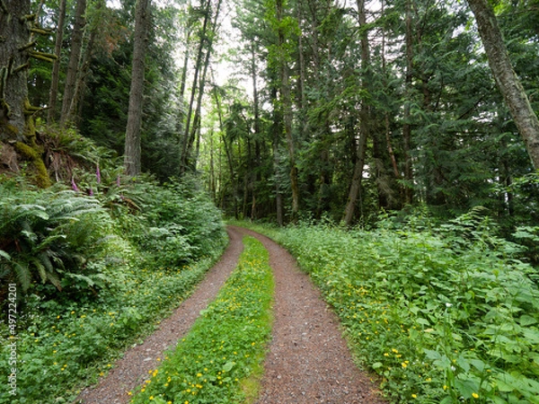 Obraz path in the forest