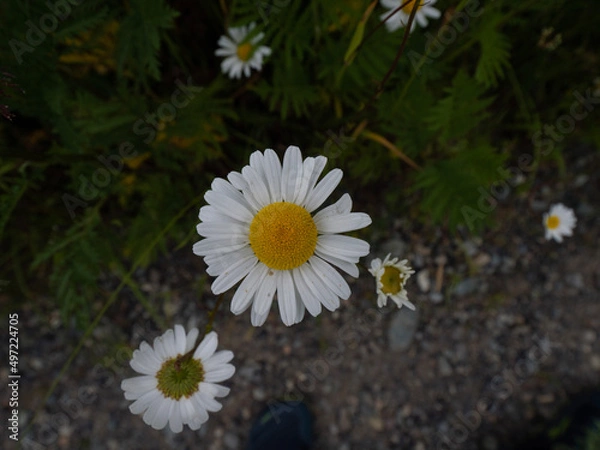 Obraz daisy in the garden