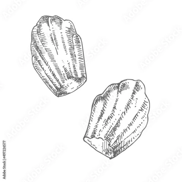 Obraz Hand drawn vector fresh french madelene cookies