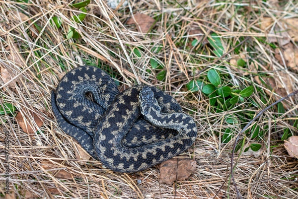 Fototapeta Common European adder Vipera berus m- male viper resting in old grass