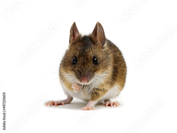 Fototapeta Mouse isolated on white