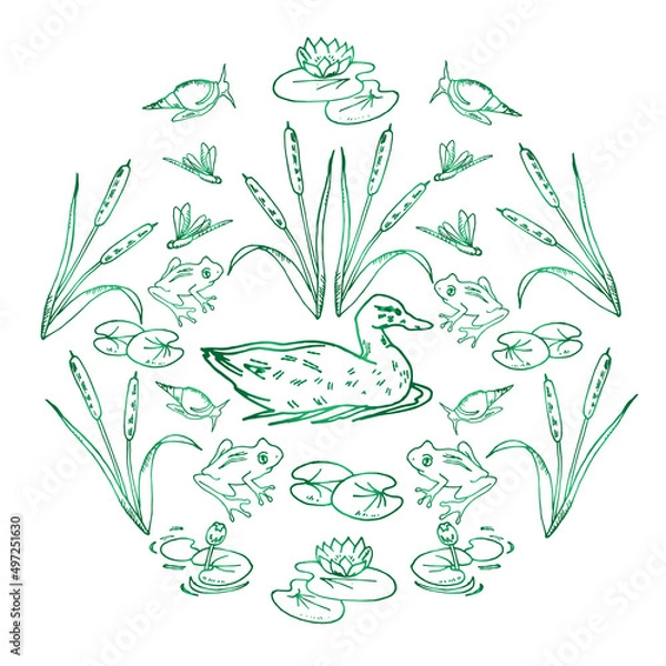 Fototapeta Vector doodle set of the inhabitants of the pond, swamp on a white background. Lake biotope, animals and plants: snails, reeds, water lilies, duck, frogs, dragonflies. Hand drawing.