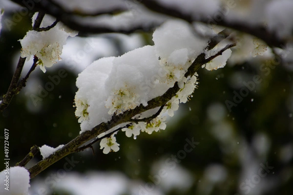 Obraz Close up of Cherry blossoms covered with snow