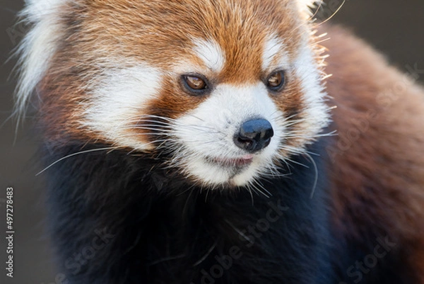 Fototapeta レッサーパンダ
