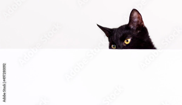 Obraz young black cat peeks out from behind a white table on a light background with copy space, banner